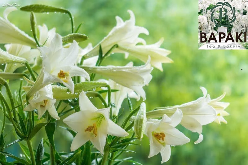 Cuối tuần bình an tại Bapaki